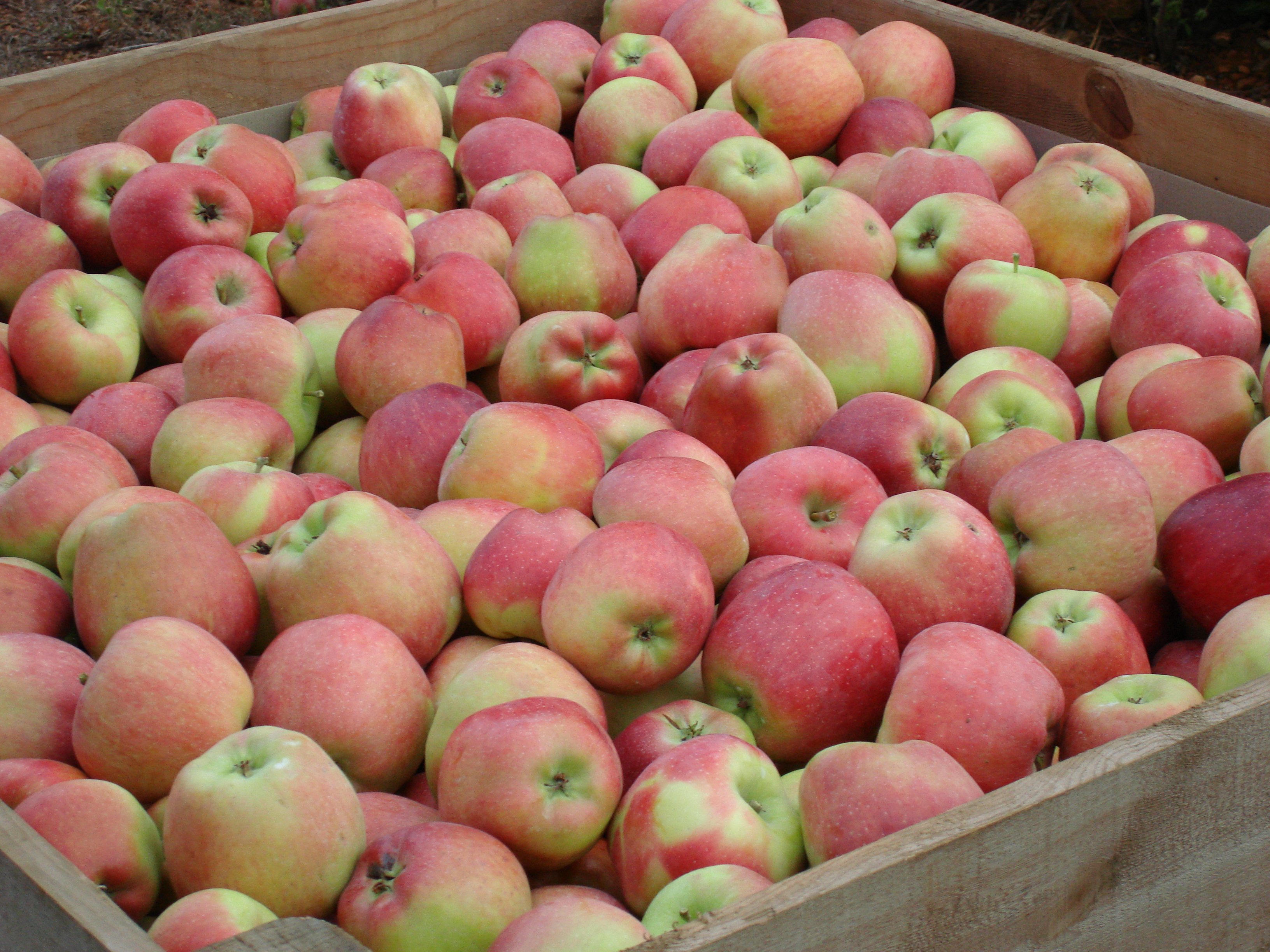 Manzana starking